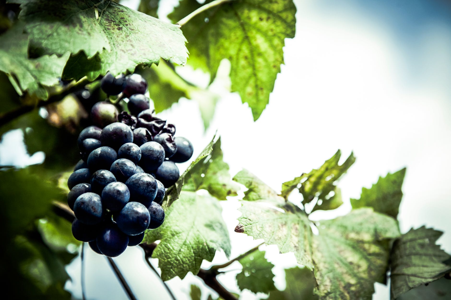 grapes vineyard fruit berry